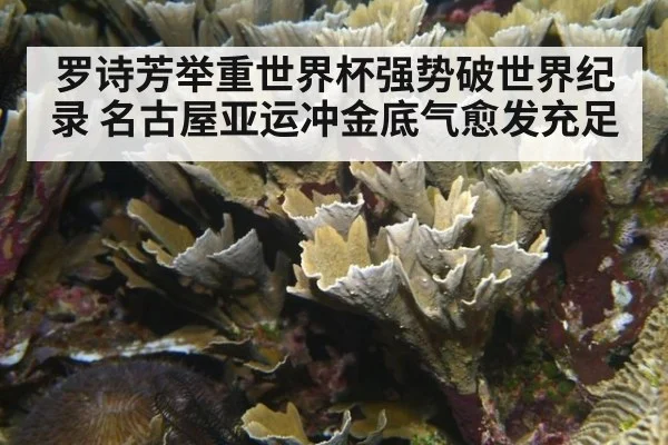 罗诗芳举重世界杯强势破世界纪录 名古屋亚运冲金底气愈发充足
